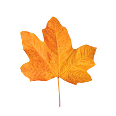 Obraz premium Isolated vibrant orange maple leaf perfectly flattened and centered