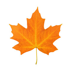 Obraz premium Isolated vibrant orange maple leaf perfectly flattened and centered