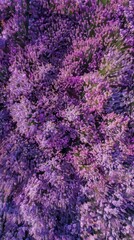 Blooming Lavender Field Texture Top-Down View Fragrant Background