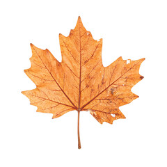 Fototapeta premium Isolated paper dry brittle maple leaf fragile and broken
