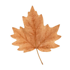 Obraz premium Isolated crisp brown poplar leaf curled and dry captured in detail