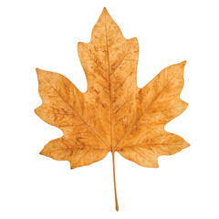 Obraz premium Isolated crisp brown poplar leaf curled and dry captured in detail