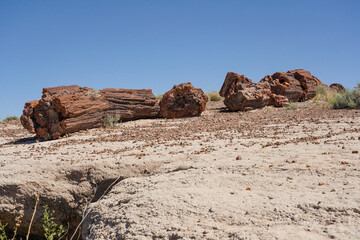 Petrified logs at Petrified Forest National Park in Arizona, USA
