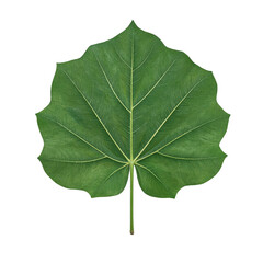 Isolated dark green fig leaf with large lobes
