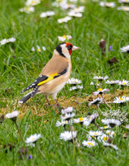 Fototapeta premium Goldfinch on the grass amongst daisies.
