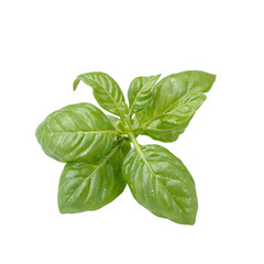 Isolated twisted purple basil leaf vibrant and aromatic