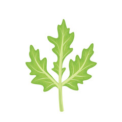 Fototapeta premium Isolated peppery arugula leaf with jagged edges on white background