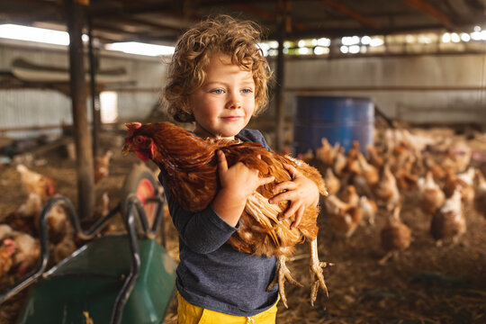 Young boy cradling large brown hen in chicken coop, featuring green wheelbarrow and blue barrel