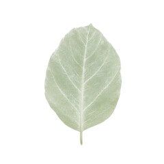 Obraz premium Isolated small pale dusty green sage leaf with fuzzy texture on white background