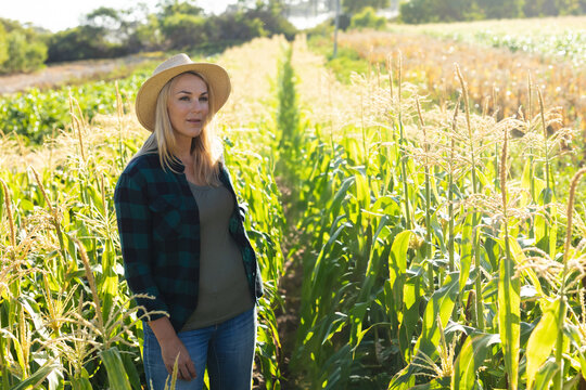 Senior woman standing between corn stalks in sunlit field, wearing straw hat and jeans, copy space
