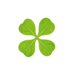 Isolated vibrant green sorrel leaf arrowhead shaped