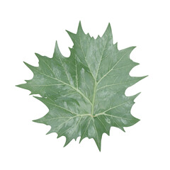 Isolated dark green holly leaf with sharp points perfect for holiday or winter themed designs