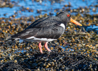 Common pied bird in the nature