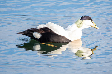 Common Eider duck in the sea