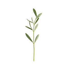 Obraz premium Isolated slender olive branch with small leaves perfect for natural and organic concepts