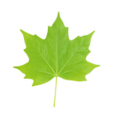 Fototapeta premium A vivid isolated green maple leaf perfect for autumn themes and nature concepts