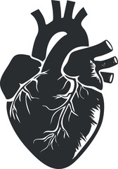 A detailed illustration of a human heart showing veins and arteries in a black silhouette.