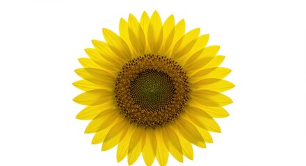 Fototapeta premium Minimalist Sunflower Head on White Background