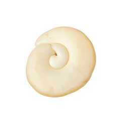 Fototapeta premium Isolated cream colored cowrie shell polished and smooth perfect for nature or beach themed designs