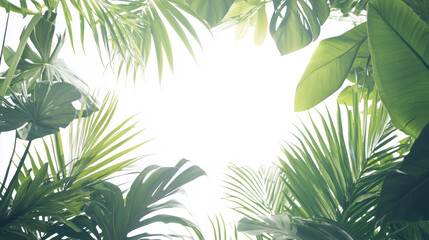 Tropical green plants including palm leaves, monstera and banana leaves frame a bright, white, sunny background creating fresh sp natural vibe and atmosphere.