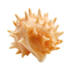 Fototapeta premium Isolated spiky horse conch shell with orange tones on white background