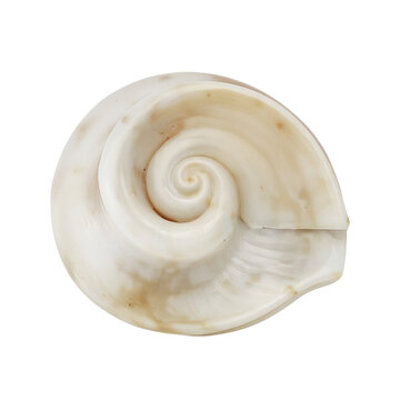 Isolated tiny polished wentletrap shell spiral staircase shape on white background