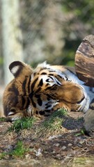 Tiger it's just a big cat