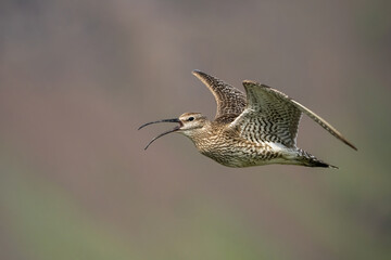 Whimbrel (Numenius phaeopus). Whimbrel glides mid-air with beak open, calling across the sky. Moody...