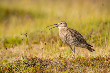 Obraz premium Whimbrel (Numenius phaeopus). Whimbrel walks alertly through a patch of Arctic tundra, calling softly with curved bill raised. Low mossy heath with a mix of dry and green textures. 