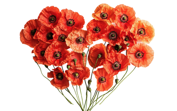 Heart-shaped arrangement of red poppies creating a beautiful floral tribute isolated on white background PNG - Powered by Adobe
