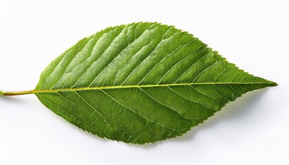 Obraz premium green leaf on white