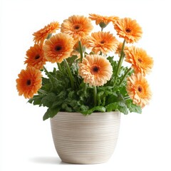Orange gerbera daisies in pot on white background