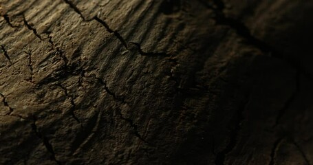 Close-up of dark cracked tree bark with dramatic lighting