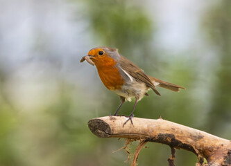 Robin on a branch with mealworm in beak