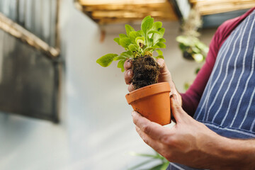Gardener planting seedling in clay pot in greenhouse, wearing apron with soiled hands, copy space