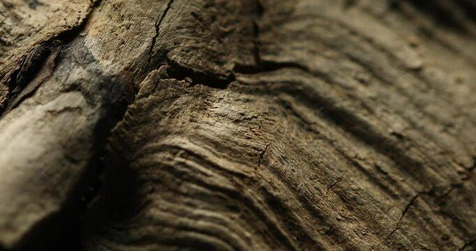 Close-up of dry tree bark with deep cracks and natural texture