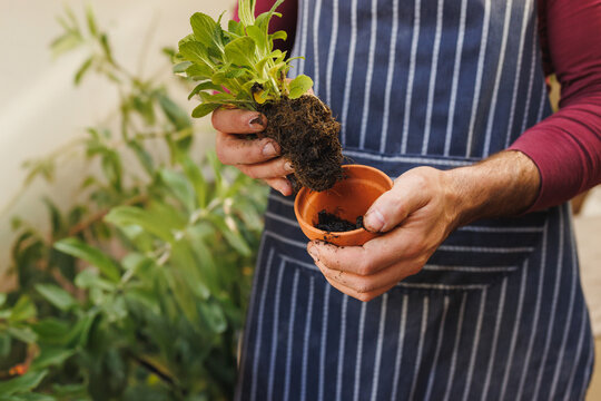 Adult male gardener repotting small plant in garden patio, with terracotta pot and striped apron