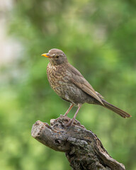 Female blackbird on a perch.