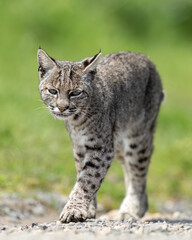 Bobcat (Lynx rufus), also known as the wildcat, bay lynx, or red lynx, out on a hunt in Point Reyes National Park, California, North America 