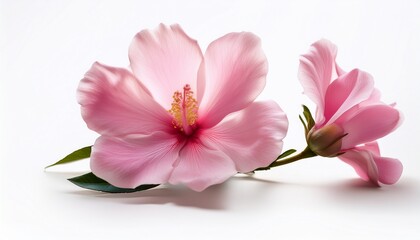 pink flower isolated on white