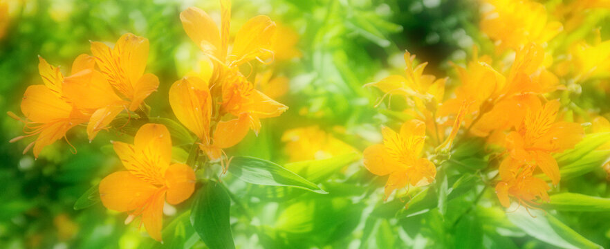 Fototapeta flowers, orange, summer, beautiful, background