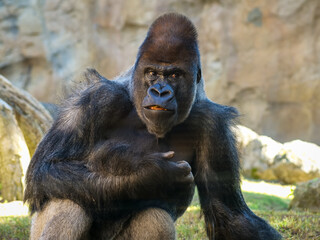 Portrait of big dominate gorilla