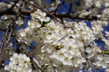 cherry tree flowers