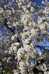 cherry tree in bloom
