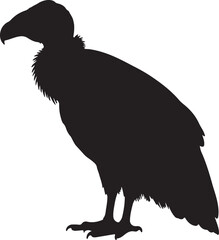 California condor vector silhouette on white background