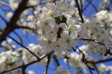 blooming cherry tree
