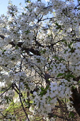 blooming cherry tree