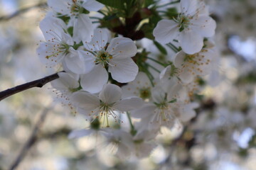 cherry tree blossom