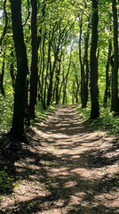 Fototapeta premium Sunlit forest path, trees arching overhead, dappled sunlight on trail. Nature walk, peaceful scene