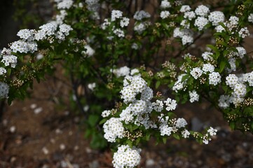 Reeves spirea (Spiraea cantoniensis) flowers. Rosaceae deciduous shrub. Small white flowers bloom in clusters in the inflorescence from April to May.